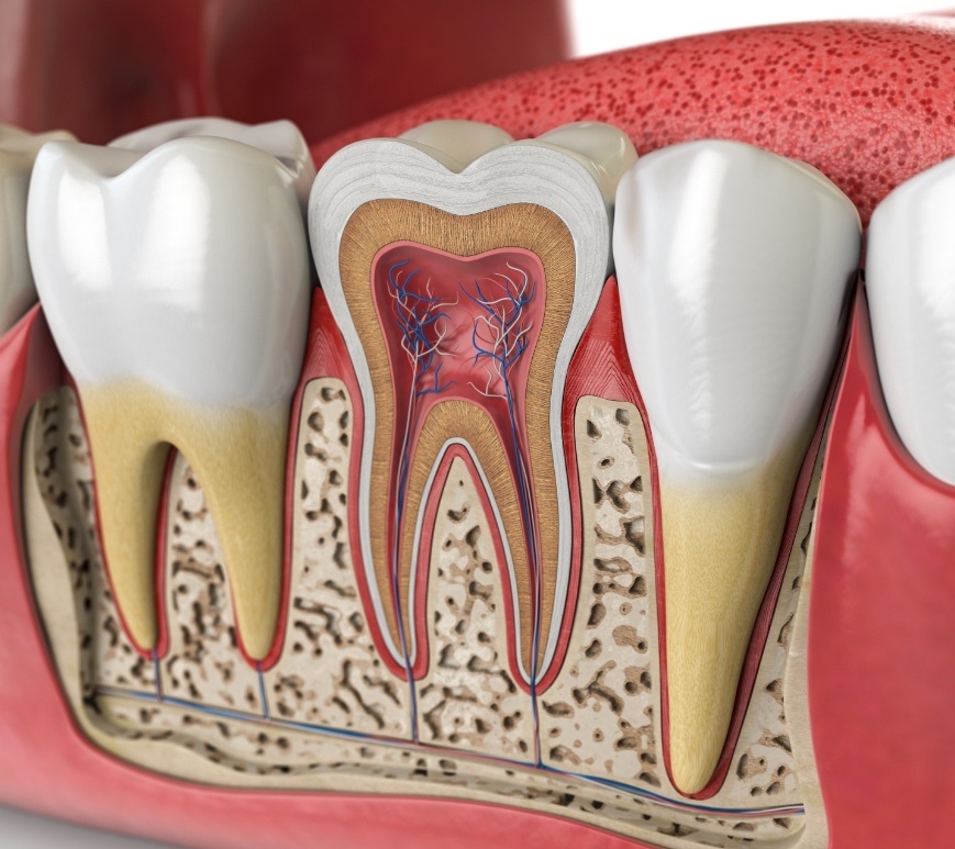 Illustrated tooth showing the layers inside of it